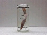 藏品(巴拉金梭魚)的圖片